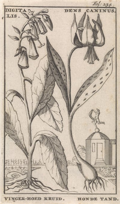 Titulní strana a osm výtisků s květinami Náprstník a psí zub digitální. Dens Caninus / Finger-hat Herb. Psí zub (nadpis na předmětu) od Caspar Luyken