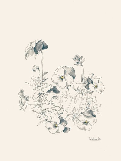 Botanická skica macešky od Catalina Somolinos