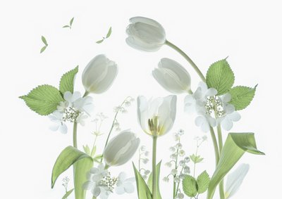 Éterické bílé tulipány od Catherine Wang