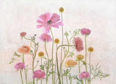 Jemně růžový ranunculus od Catherine Wang