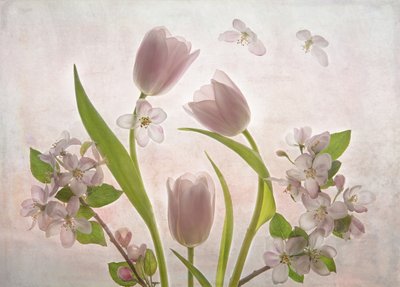 Květy jemně růžových tulipánů od Catherine Wang