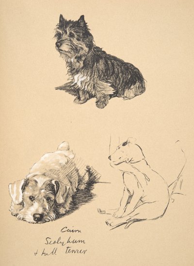 Cairn, Sealyham a Bull Terrier, 1930, ilustrace z jeho Sketch Book použité pro Just Among Friends, Aldin, Cecil Charles Windsor (1870-1935), později vydal Eyre and Spottiswoode Limited, 1934 od Cecil Charles Windsor Aldin