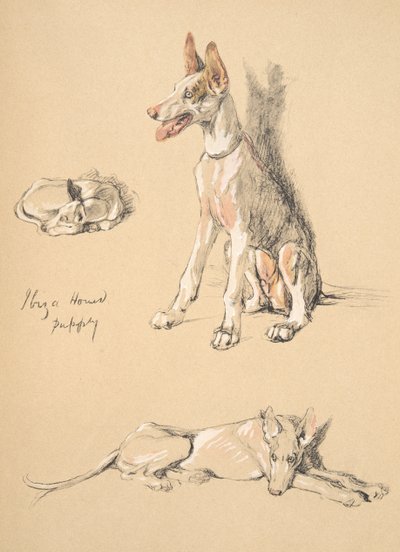 Ibiza Hound Puppy, 1930, ilustrace z jeho Sketch Book použité pro Just Among Friends, Aldin, Cecil Charles Windsor (1870-1935), později vydal Eyre a Spottiswoode Limited, 1934, Chalk and Ch od Cecil Charles Windsor Aldin