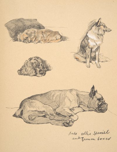 Peke, kolie, španěl a německý boxer, 1930, ilustrace z jeho knihy náčrtů pro „Just mezi přáteli“, Aldin, Cecil Charles Windsor (1870-1935), vydal Eyre a Spottiswoode Limited, 1934, C od Cecil Charles Windsor Aldin