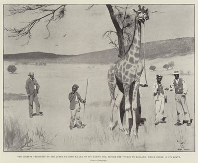 Žirafu daroval královně král Khama na její původní půdě před plavbou do Anglie, která skončila její smrtí od Cecil Charles Windsor Aldin