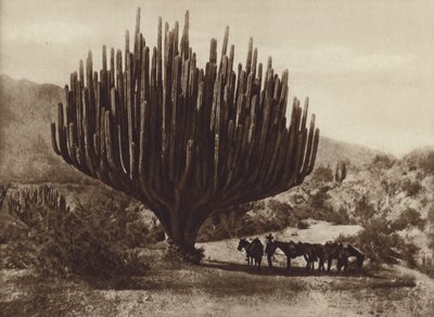 Mexiko: Kaktus ve tvaru Candelero, Oaxaca (černobílá fotografie) od Cecile Seler Sachs