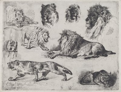 Studie lvů od Cesare Biseo