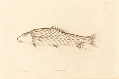 C. Aureolus od Charles Alexandre Lesueur