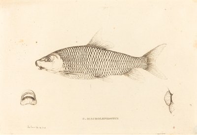 C. Macrolepidotus od Charles Alexandre Lesueur