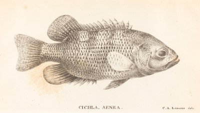 Cichla, Aeneas od Charles Alexandre Lesueur