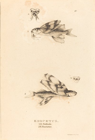 Exocetus od Charles Alexandre Lesueur