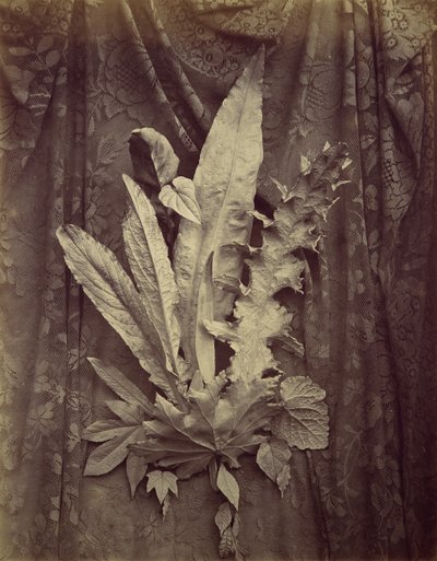 [Studie listů na pozadí květinové krajky], 1864. od Charles Aubry