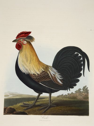 Kohout, Phasianus, z 