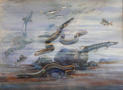 Mořská ryba, cca 1907 (akvarel) od Charles Bernier