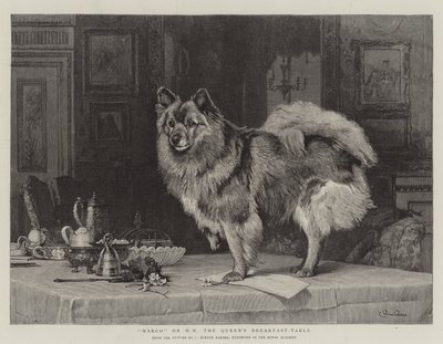 Marco na snídaňovém stole HM královny od Charles Burton