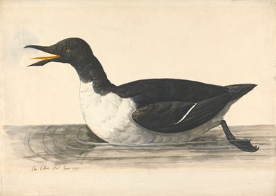 A William, červen 1742 od Charles Collins