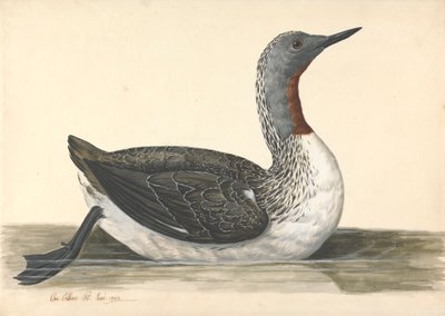 A Red Throated Diver, červen 1742 od Charles Collins