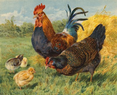 Kuřata (chromolitho) od Charles Collins