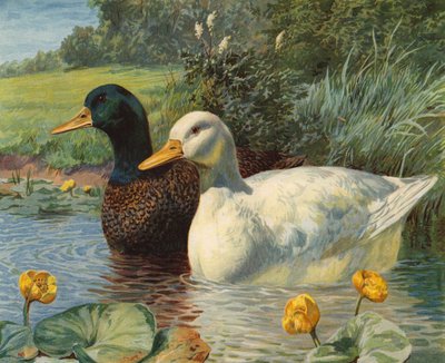Kachny (chromolitho) od Charles Collins