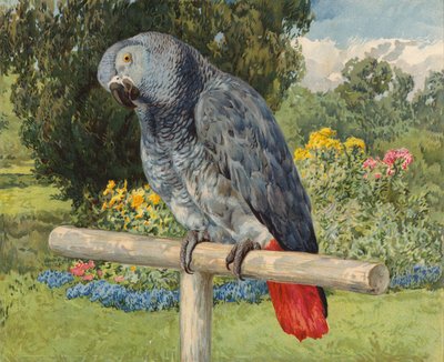 Papoušek šedý (chromolitho) od Charles Collins