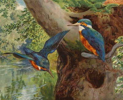 Ledňáčci (chromolitho) od Charles Collins