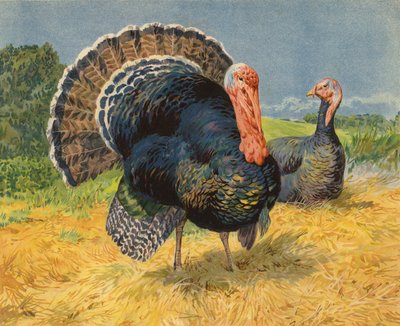 krůty (chromolitho) od Charles Collins