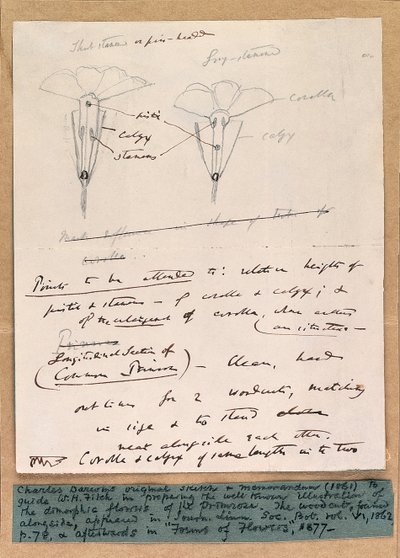 Autogramová skica dimorfních květů prvosenky, 1861 od Charles Darwin