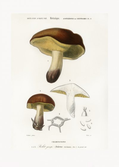Houba (Boletus circinans) od Charles Dessalines D