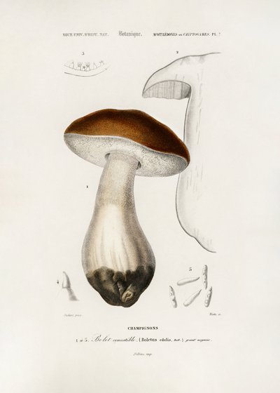 Hřib obecný (Boletus edulis) od Charles Dessalines D