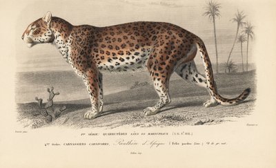Leopard, z "Dictionnaire Universel d