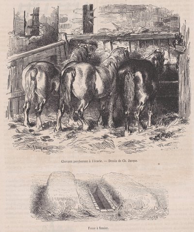Percheronští koně ve stáji, Hnojná jáma, z Magasin Pittoresque, ca. 1852, ca. 1852. od Charles Emile Jacque
