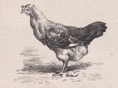 Obyčejná francouzská slepice, chudá vrstva., od Magasin Pittoresque, ca. 1852. od Charles Emile Jacque