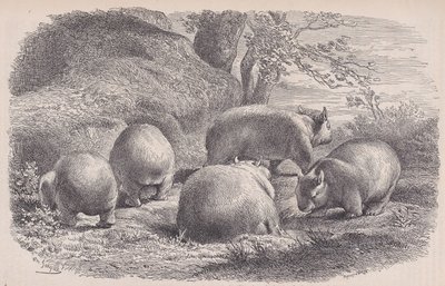 Wombat, z Le Magasin Pittoresque, ca. 1852. od Charles Emile Jacque