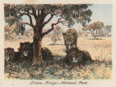 Jihoafrická republika: Lvi, Krugerův národní park (barevná litografie) od Charles Ernest Peers