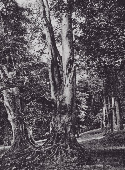 Polana v parku Knole (čb fotografie) od Charles Essenhigh Corke