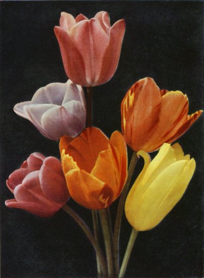 Květnové kvetoucí tulipány (barevné foto) od Charles Essenhigh Corke