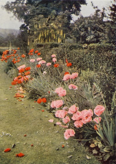 Orientální máky (barevné foto) od Charles Essenhigh Corke
