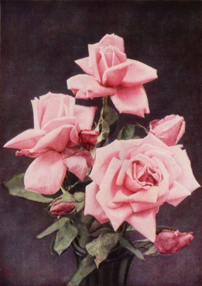 Rose Lady Ashtown (barevná fotografie) od Charles Essenhigh Corke