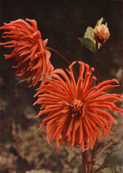 Kaktus Dahlia "Brisbane" (barevná fotografie) od Charles Essenhigh Corke