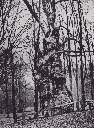 The Old Oak, Knole Park (černobílá fotografie) od Charles Essenhigh Corke