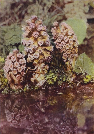 Divoké květiny: Bitterbur (barevné foto) od Charles Essenhigh Corke