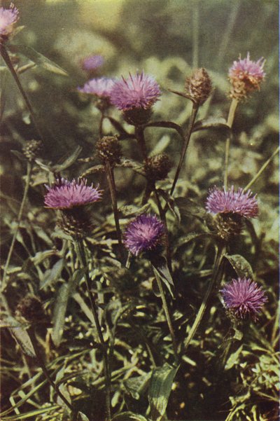 Divoké květiny: Knapweed (barevné foto) od Charles Essenhigh Corke