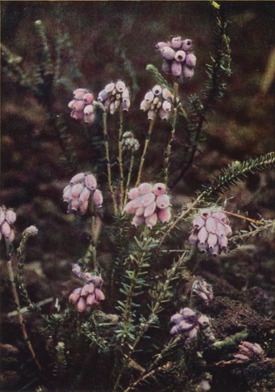 Divoké květiny: vřesovec křížolistý (barevné foto) od Charles Essenhigh Corke
