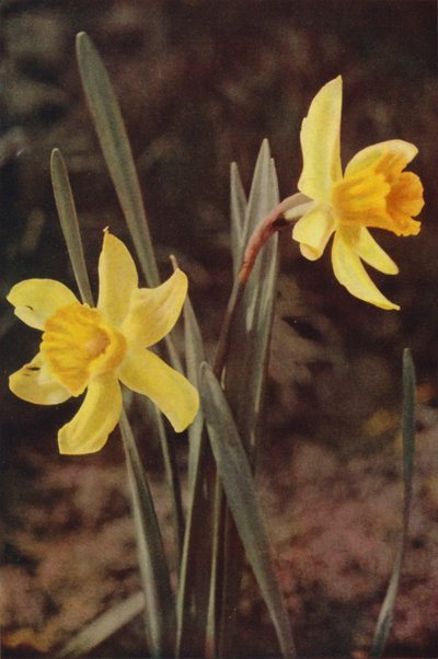 Divoké květiny: Narcis (barevné foto) od Charles Essenhigh Corke