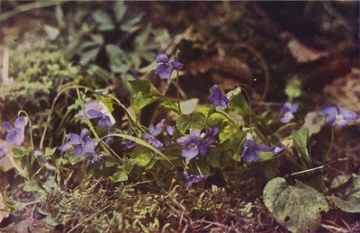 Divoké květiny: Dog Violet (barevné foto) od Charles Essenhigh Corke
