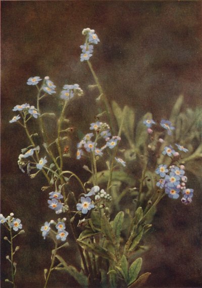 Divoké květiny: Forget-Me-Not (barevné foto) od Charles Essenhigh Corke