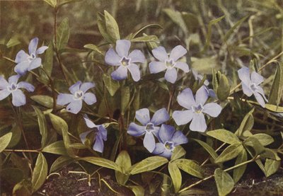 Divoké květiny: Barvínek menší (barevné foto) od Charles Essenhigh Corke
