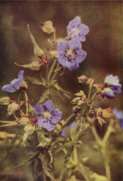 Divoké květiny: Jeřáb luční (barevné foto) od Charles Essenhigh Corke
