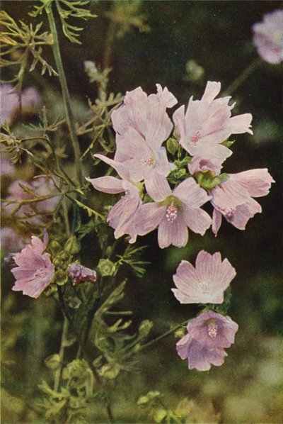 Divoké květiny: Sléz pižmový (barevné foto) od Charles Essenhigh Corke