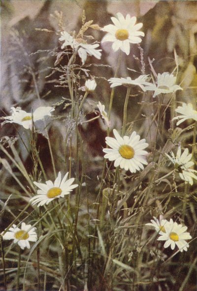 Divoké květiny: Ox-Eye Daisy (barevné foto) od Charles Essenhigh Corke